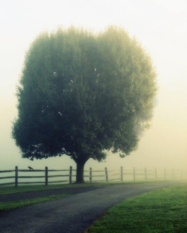 Morning Dew