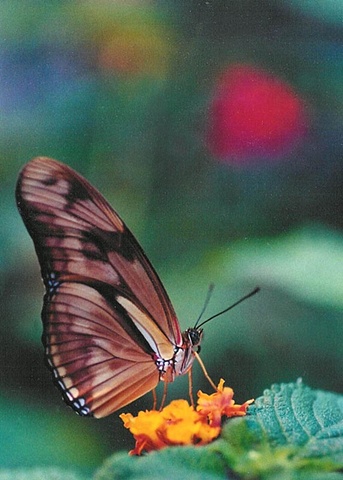 Butterfly Brown