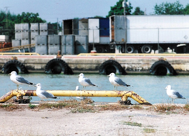 Urban Gulls