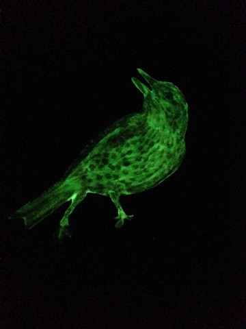Bird glow