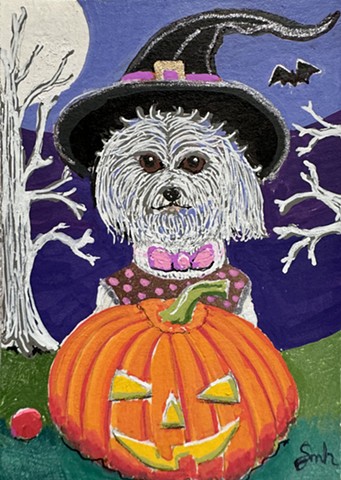 Witchy Maltipoo