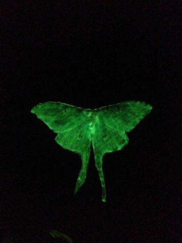 Luna glow moth