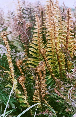 New Zealand Ferns