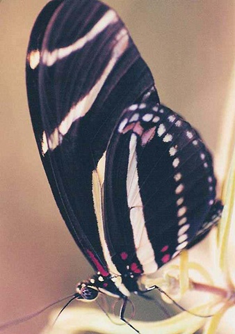 Butterfly Black