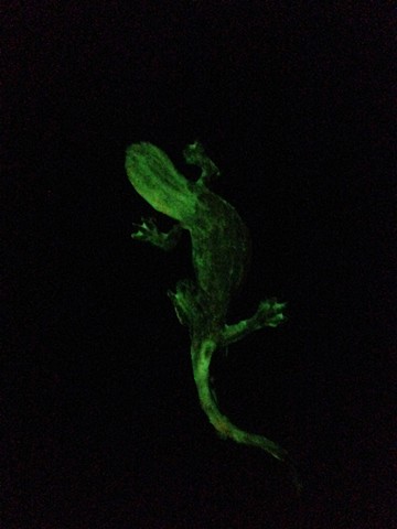 Salamander glow