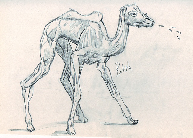Bodyworlds Camel