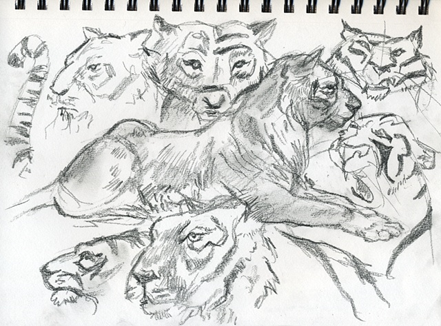 Tiger Warm up sketches