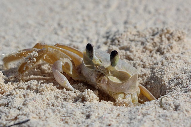 Sand Crab 2