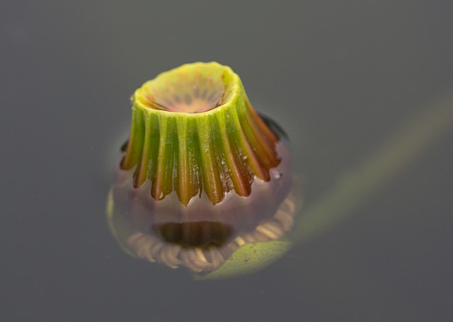 Water Lily Seed Pod