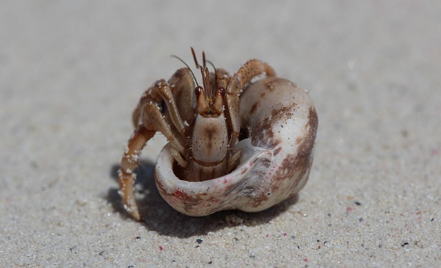 Hermit Crab 1