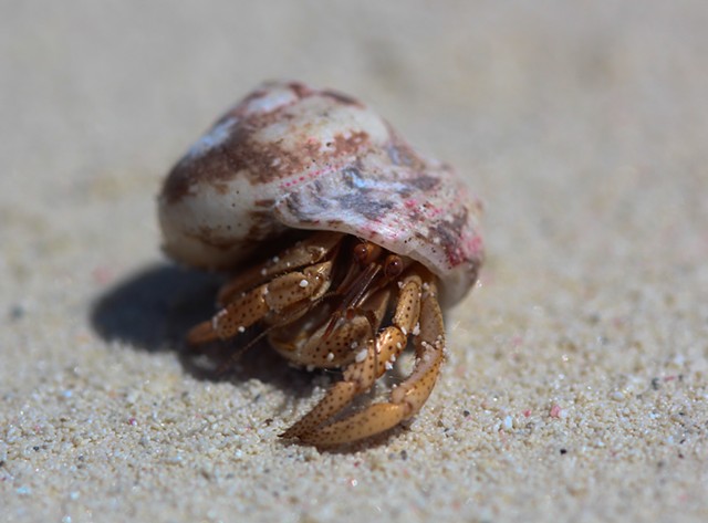 Hermit Crab 3