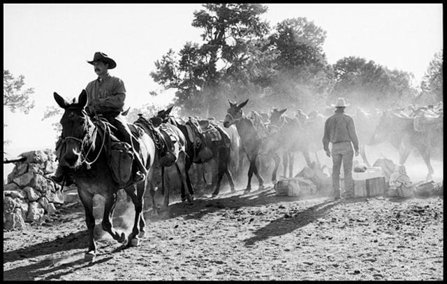 Grand Canyon , mule train, dusty mule ride, cowboy on mule