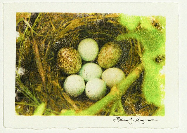 Two Brown-headed Cowbird Eggs in Robins Nest