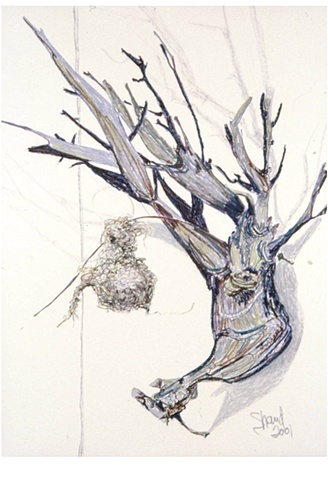 Antlers with Nest 2