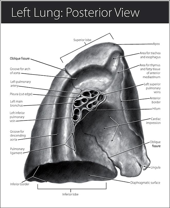 BioArtMedia