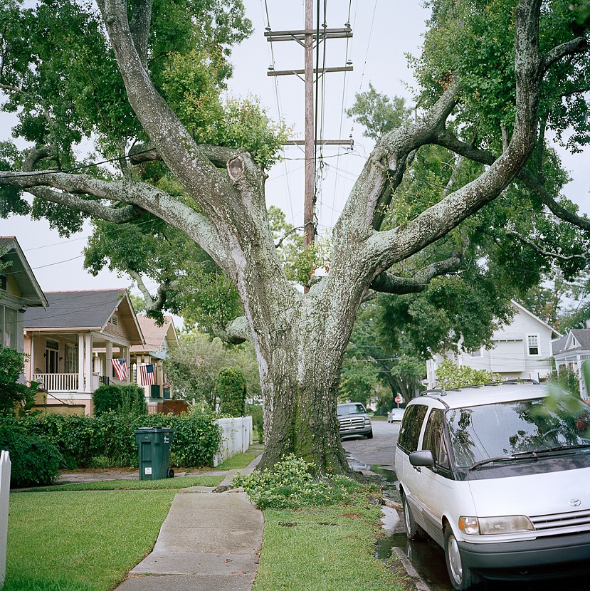 Super trees. Деревья нового Орлеана. Городские деревья. Новое дерево. Деревья с которых что то свисает в американских фильмах.