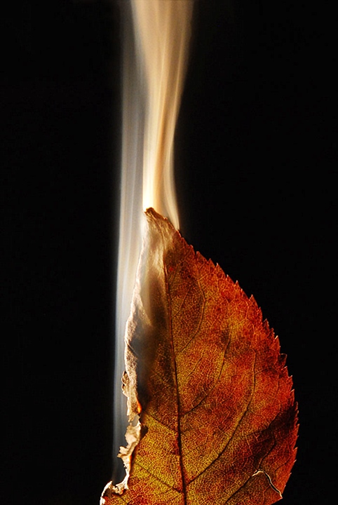 Burning leaves