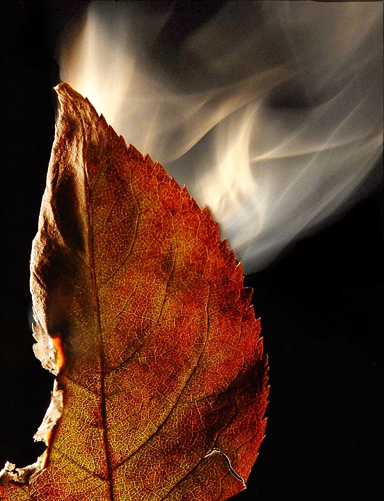 Burning leaves