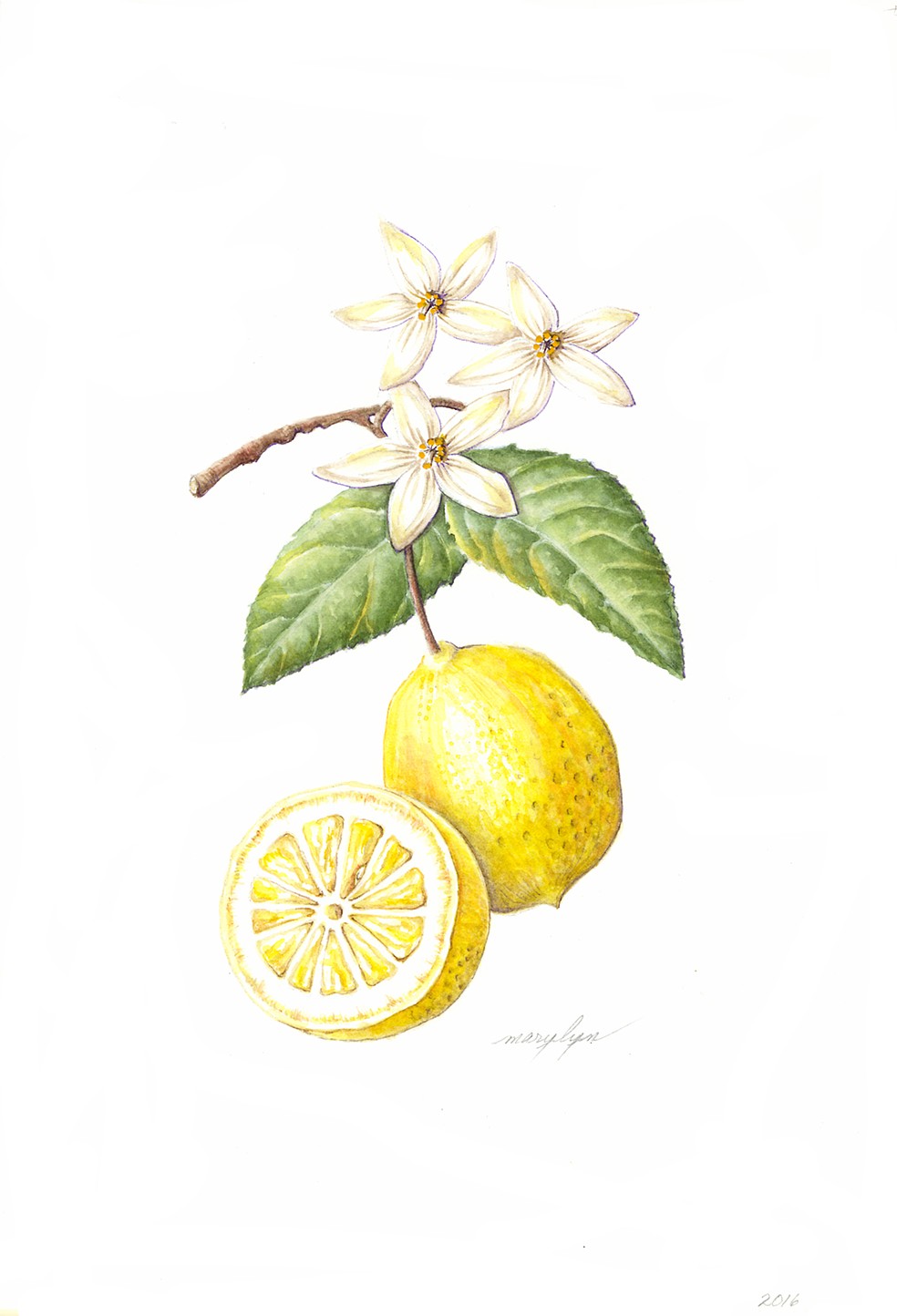 Marylyn Waltzer Botanical Illustrator Lemon Citrus X Limon