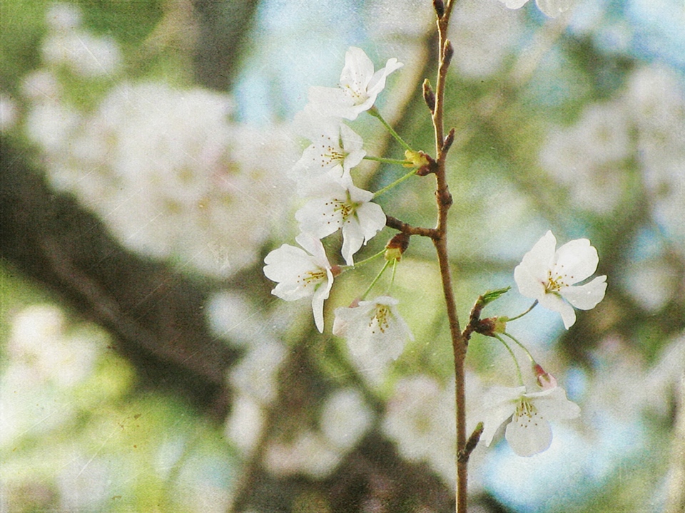 spring has sprung