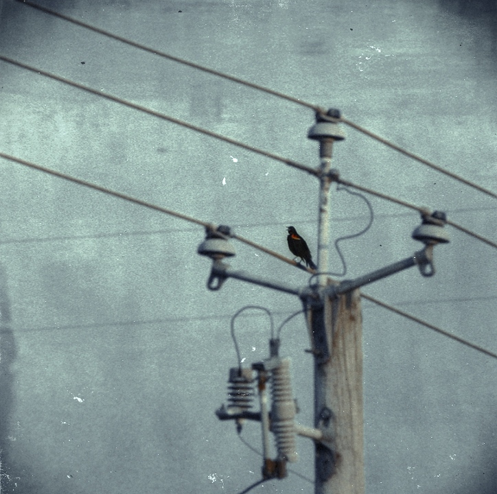 blackbirds have hearts too