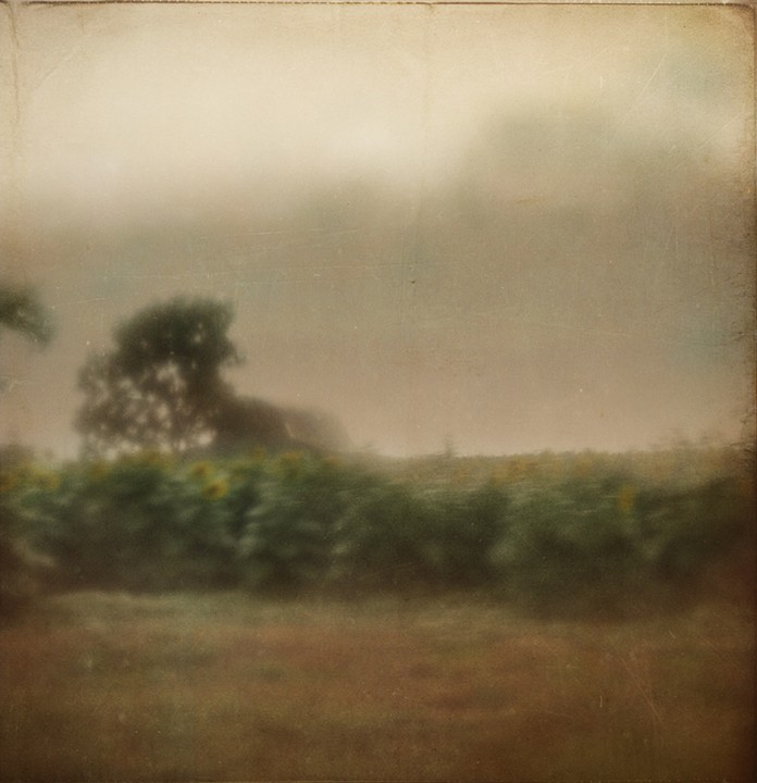 last of the sunflowers