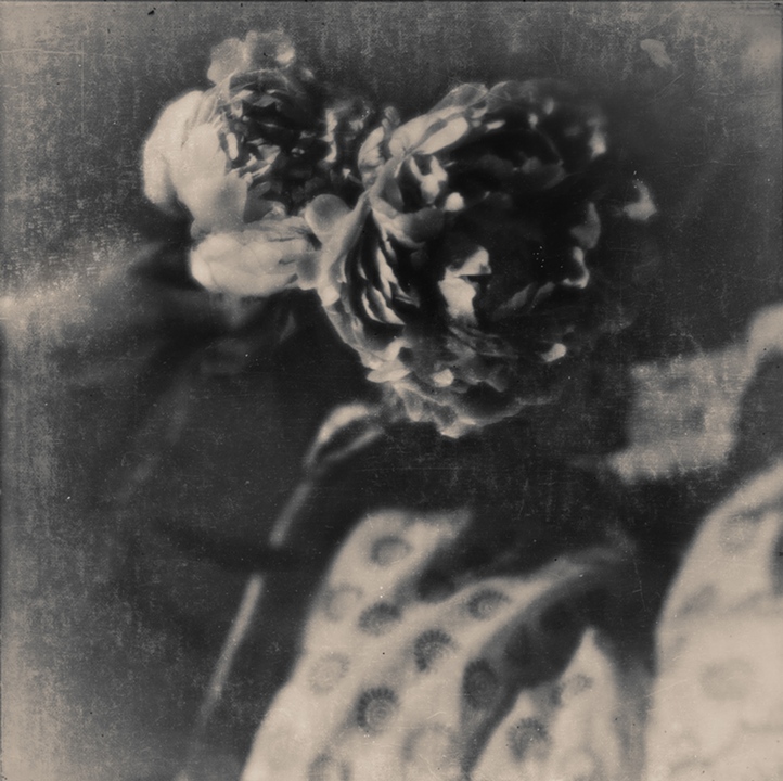 to peonies