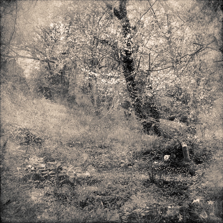 amongst the living