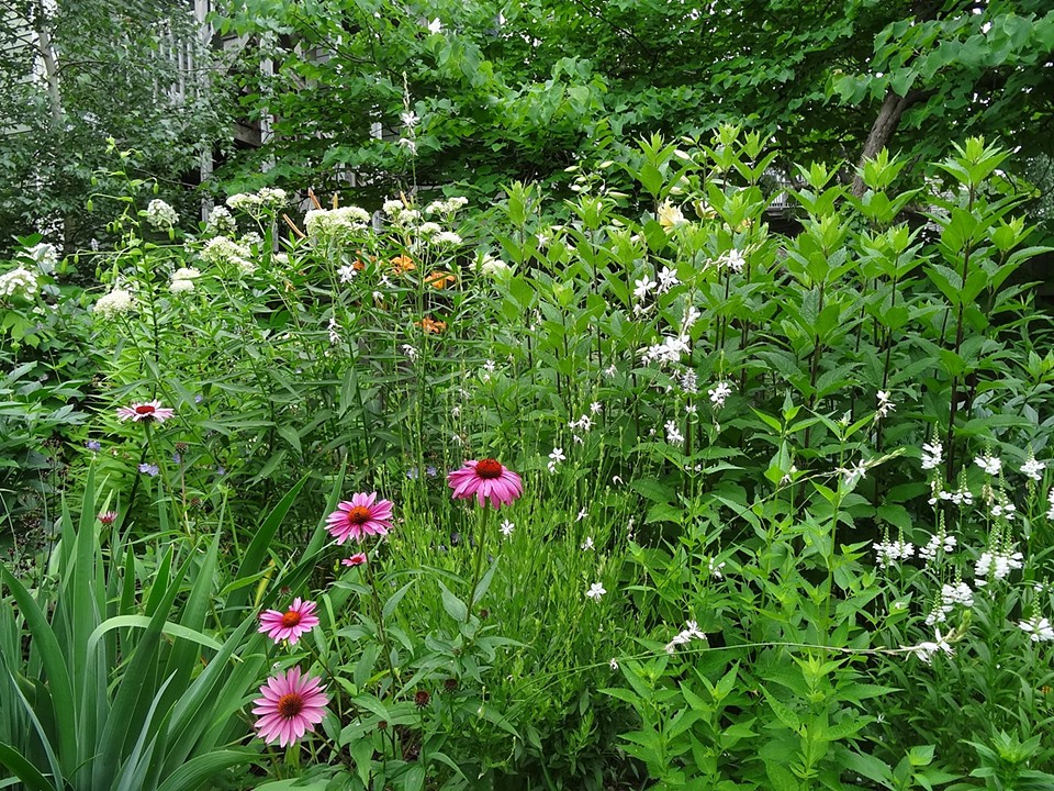 Perennial garden, Cambridge, MA