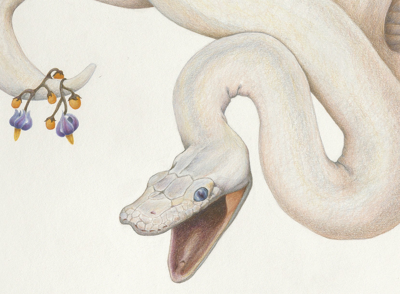Змеиный язык рисунок